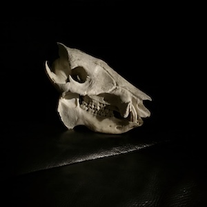 Image from the series Ilex White